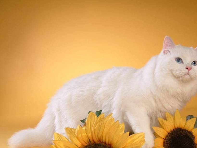 原创高贵优雅的波斯猫和小叛逆金吉拉猫你更喜欢哪一个