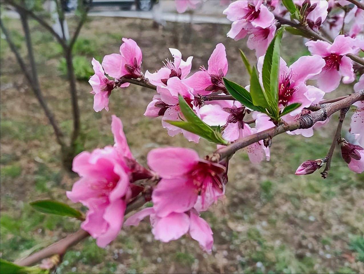 五律 早春(外四首)