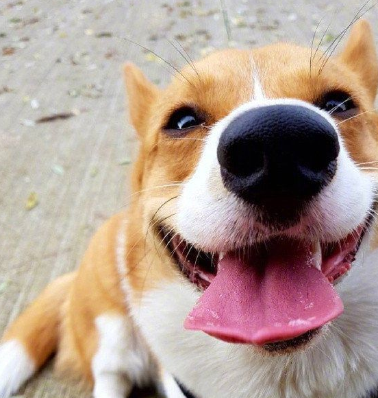 原创给拉布拉多做了个金针菇造型回家狗狗就不理人了