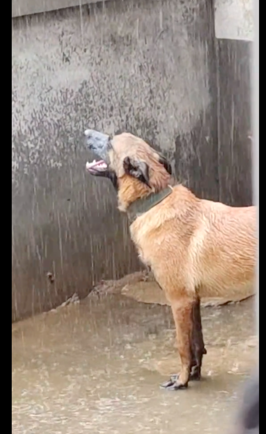 原创外面下大雨了狗狗却不进屋站在阳台淋雨狗分不清是泪还是雨