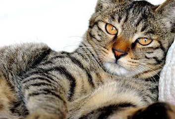 非洲生活着多种野猫,像热带草原猫,薮猫等,都是生活在非洲草原的猫.