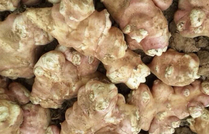 一斤50元可遇不可求,农民却无人问津,知道原因后懂了_美食_作用_洋姜