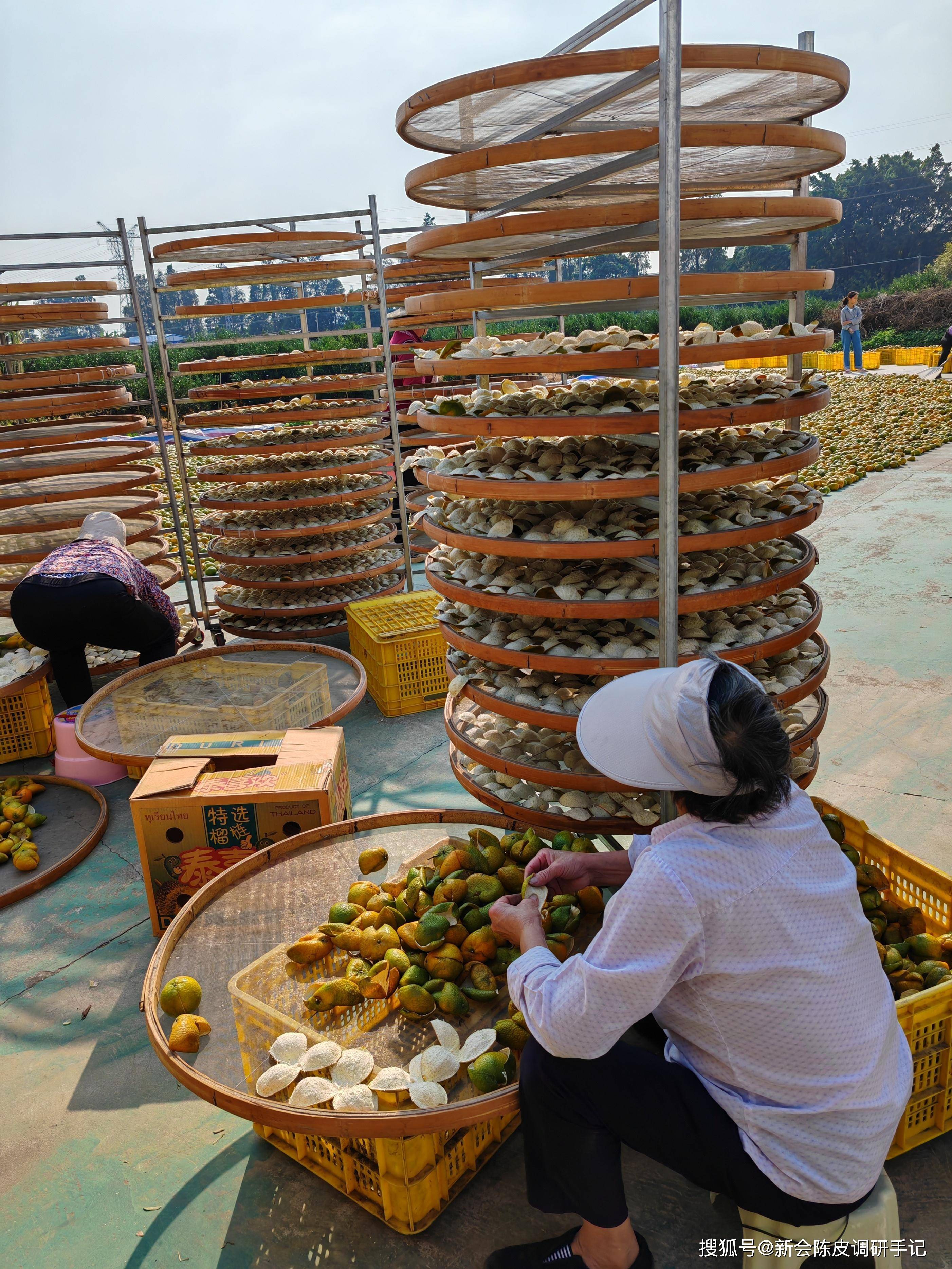 新会陈皮:你所捡到的"漏",可能皆为"学费"_种植_产区_核心