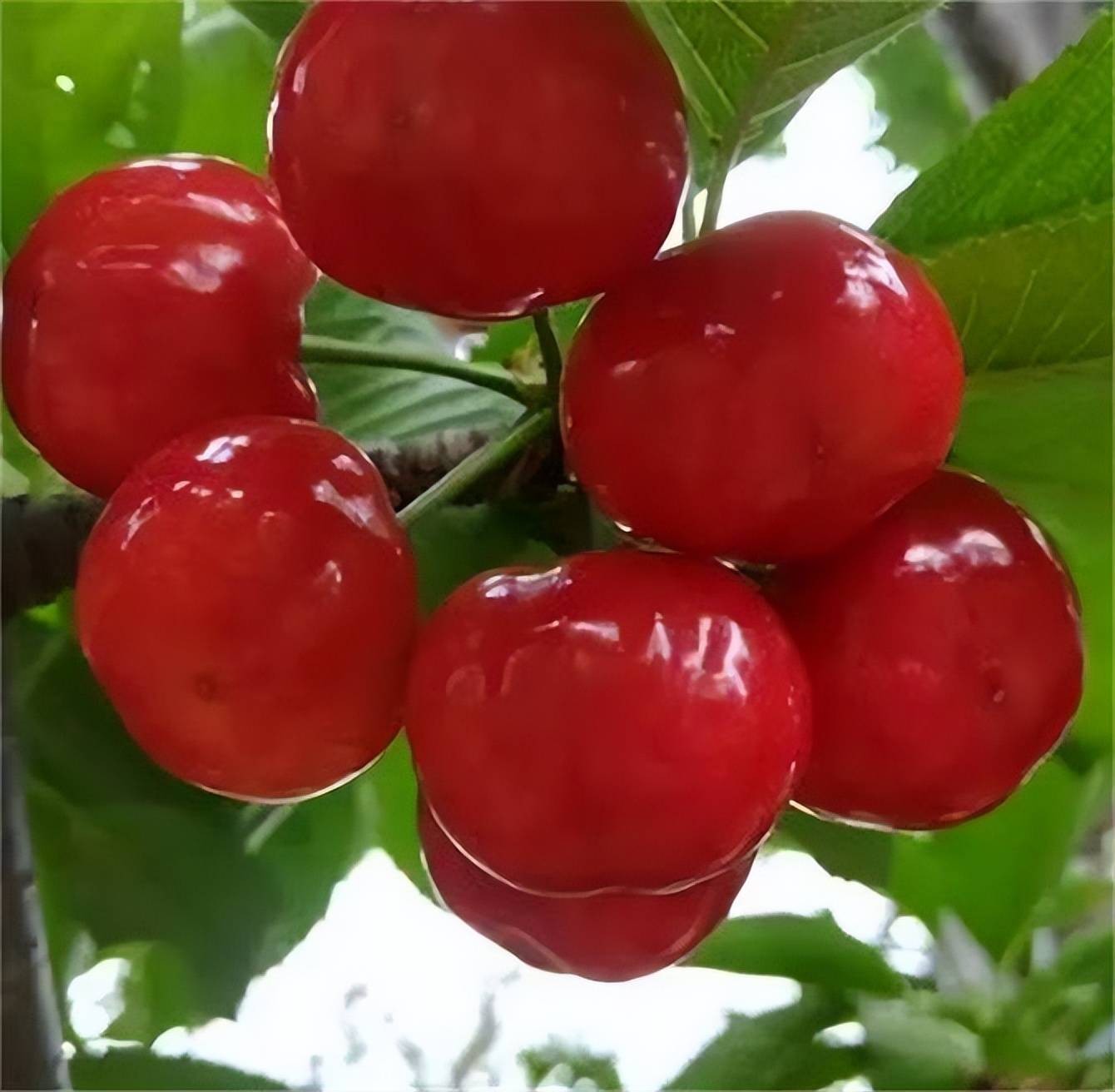 大樱桃,植物界的春果第一枝,到底吃樱桃的好处和坏处是什么?_食用_品