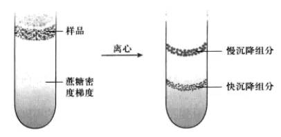 密度梯度离心分离细胞组分的具体方法_离心力_蔗糖_速度