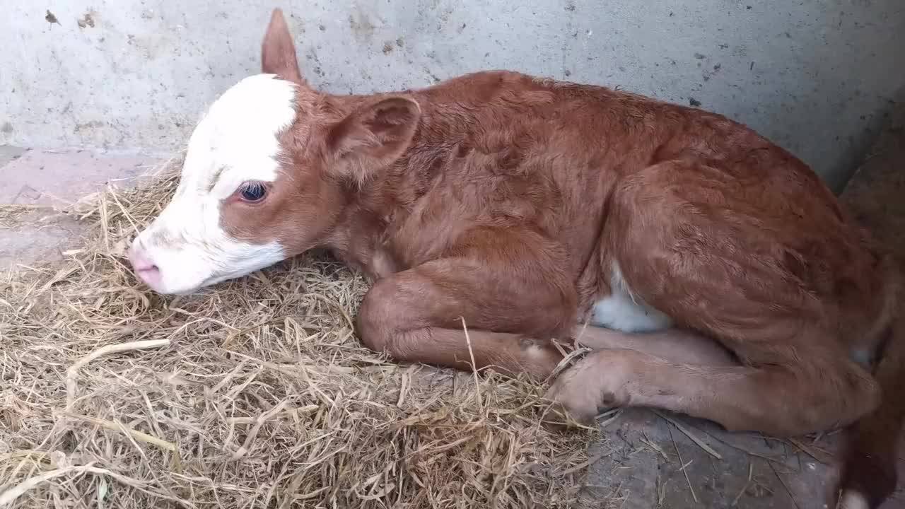 新生牛犊喘怎么治疗用什么药？新生牛犊喘气喘得厉害怎么治？