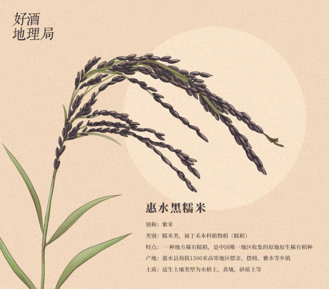 稻米酿酒记:酒粮家族里的低调王者_谷物_遗址_人类