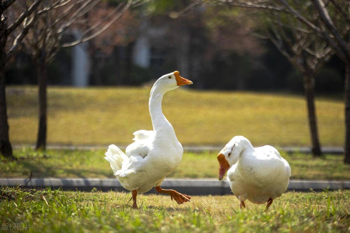 原创东北大叔养会飞的鹅被大雁拐跑上千只半年后带回上万只
