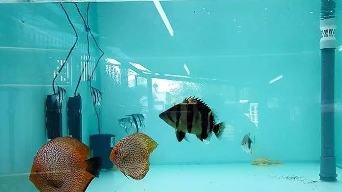 原创最全攻略献给热爱龙鱼的你