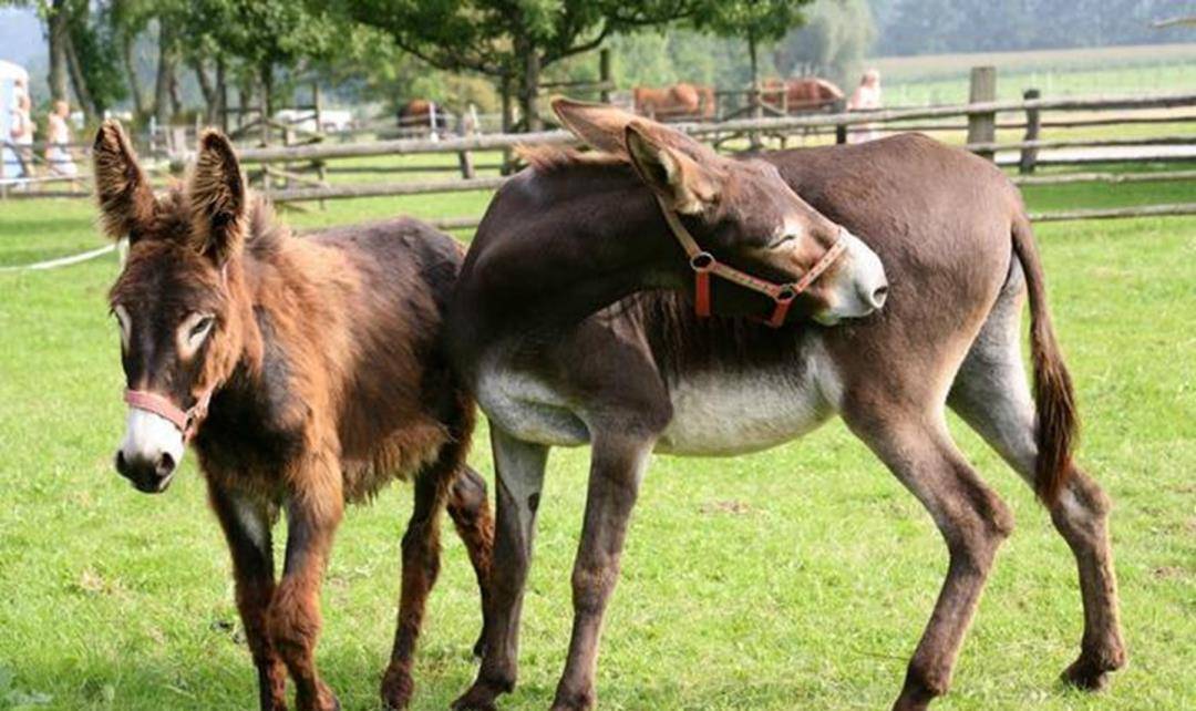 动物杂交是否该被禁止?_基因_自然界_进行了