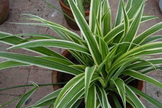 原创3种带金边的盆栽比绿萝还美家里养一盆漂亮好养长爆盆