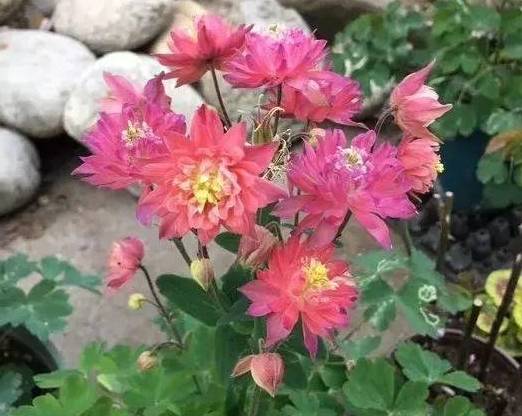 这12种花撒土里就活,自己发芽开花,一年长成一大片!_种子_品种_紫茉莉