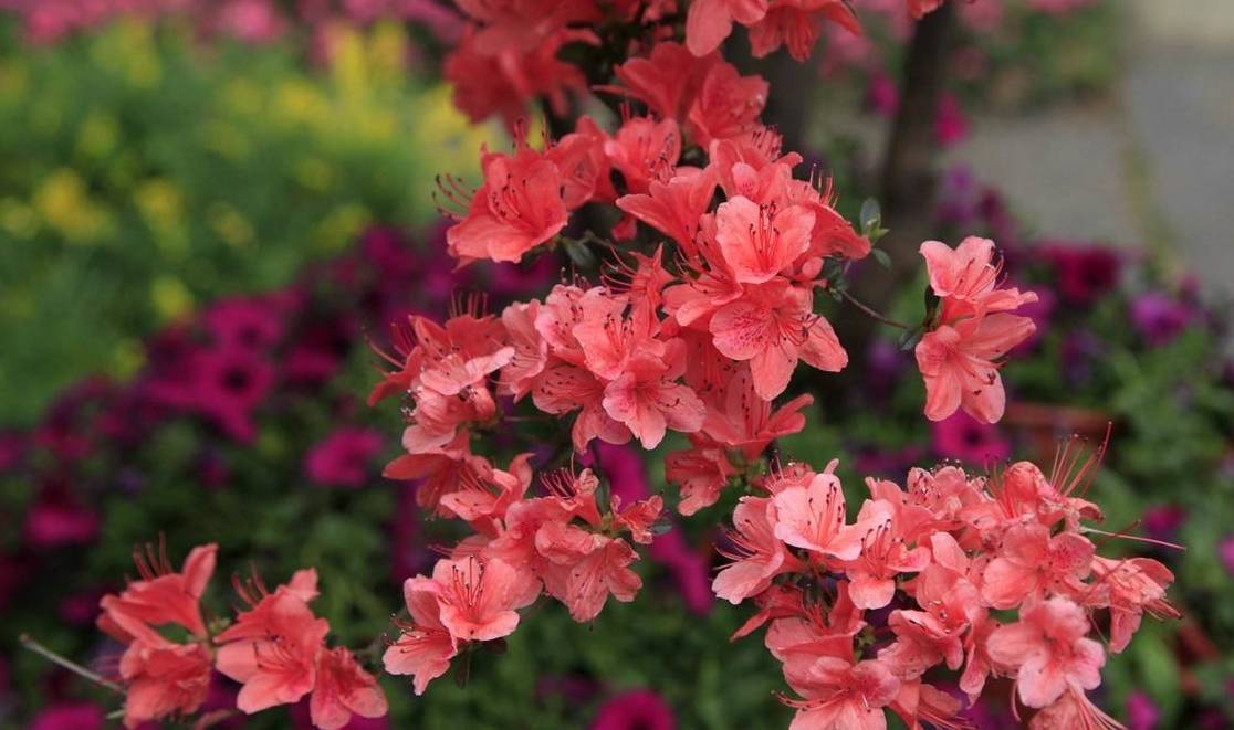 杜鹃过完年应该怎么养护?做好这三步,明年还是一样开_湿度_温度_植物