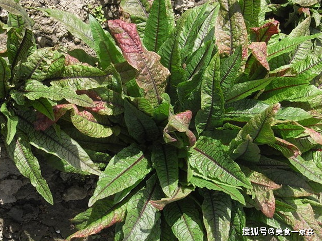 原创农民叫它野菠菜常用其叶子来治病却不知根部更加珍贵