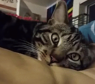 原创公猫壁咚美女猫要接吻母猫羞羞答答不行麻麻说被亲会怀孕