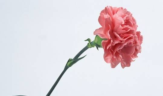 原创母爱之花康乃馨漂亮又有寓意养护的好四季都能开花