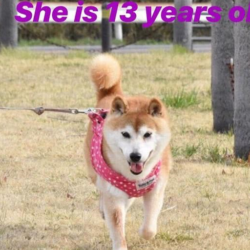 是另一位柴犬叫北登,因为到处都传kabosu去世,所以kabosu的主人不得不