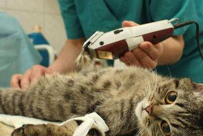 原创所有的猫咪都适合绝育吗你知道了其实很少