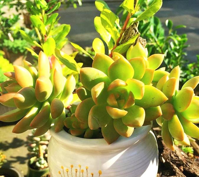 叶片捏上去也是硬硬的,可能就是传中爱理不理都长得差不多的多肉植物