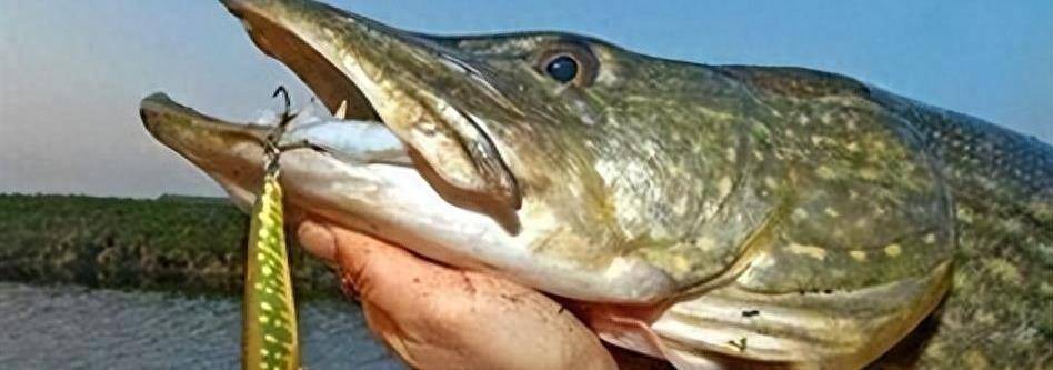 原创黄河被水下疯狗入侵了凶残到没有对手在野外还能活到70岁