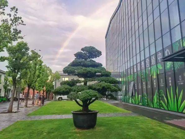 佳运·瑞璟湾售楼处实景图(图中五针松暂在售楼处门口,以后种植到小区