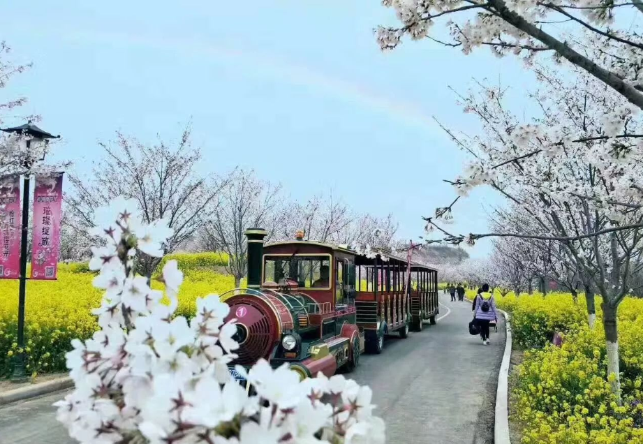 荥阳古柏渡樱花图片