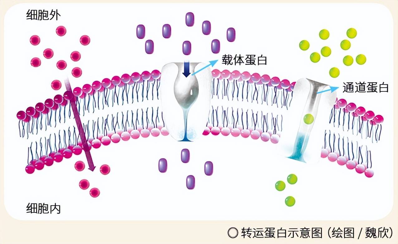 通道蛋白包括水通道蛋白和离子通道蛋白等