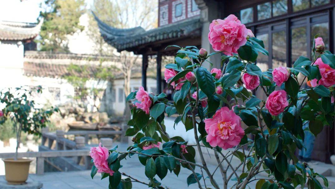 满园春色苏州茶花赏花指数来了