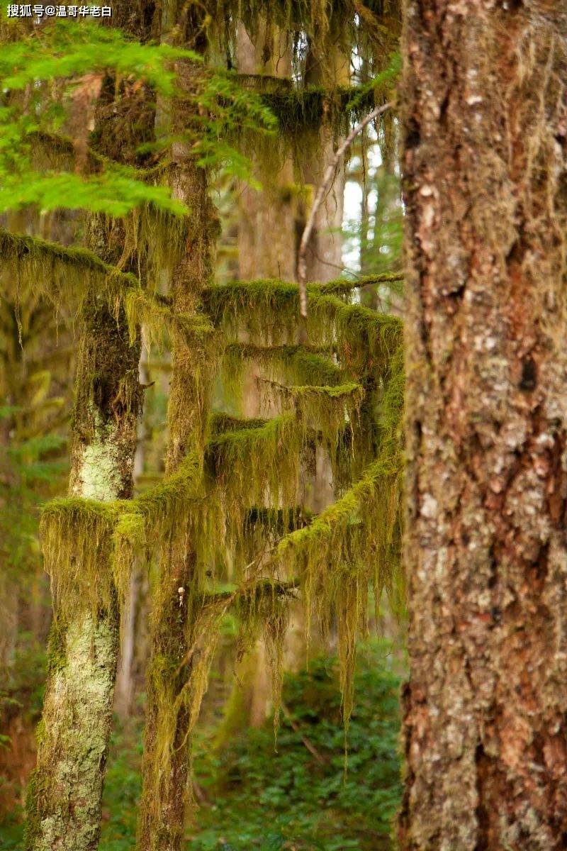 原创温哥华老白sunshinecoasttrail加拿大bc省阳光海岸步道介绍