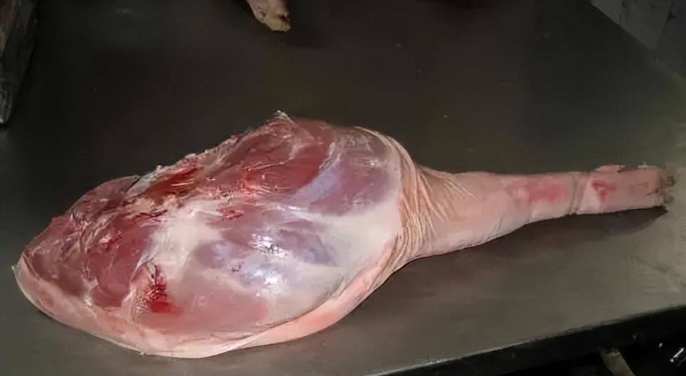 原创鸿门宴上樊哙拔剑生切大快朵颐的生猪腿到底有多大