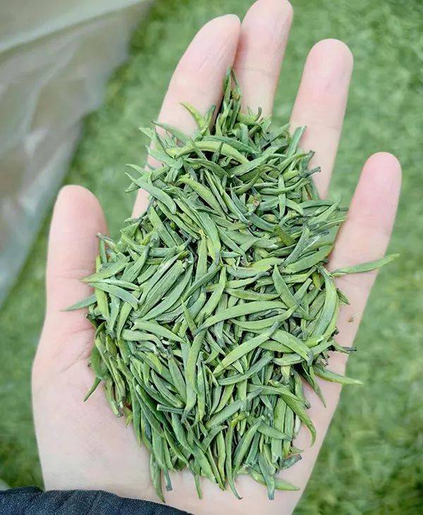 最银南 | 云南的"竹叶青" 喝过吗?_茶叶_普洱_新茶