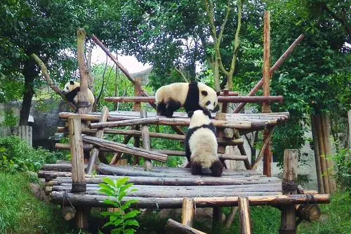 成都大熊猫繁育研究基地成都大熊猫基地开放时间