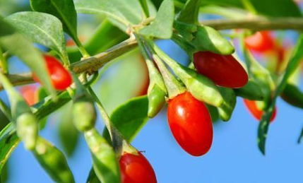 原创蒲公英泡水有6个好处巧用5种搭配养生效果加倍