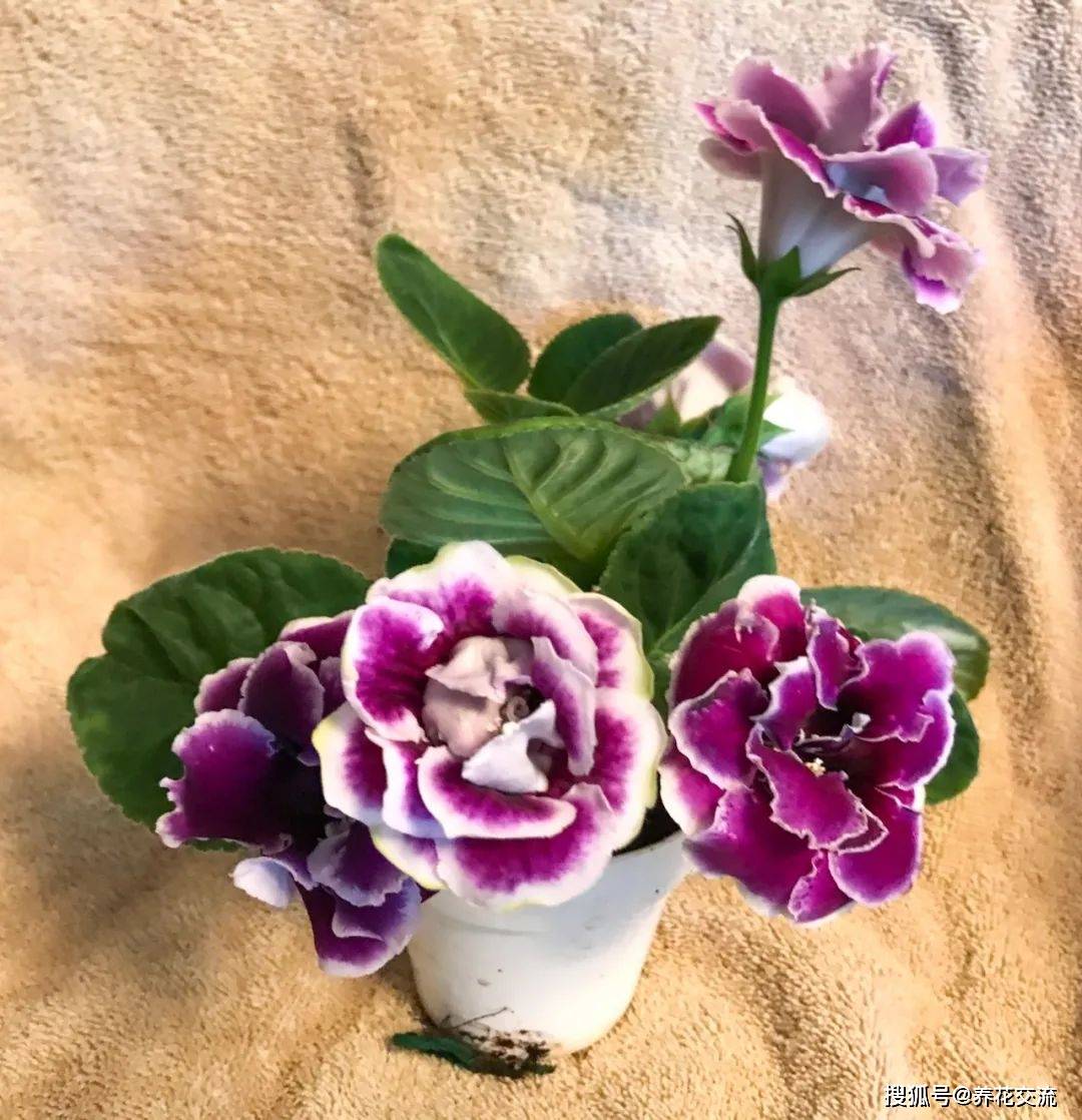3大岩桐叶蝉竹芋养成室内盆栽后注意别暴晒别养在过于遮阴处