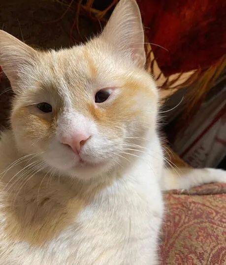 领养回来一只猫网友李荣浩也能领养67