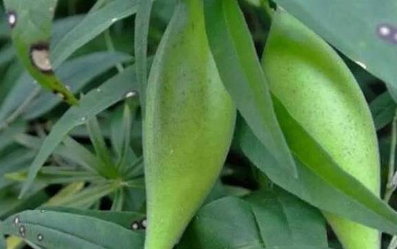 珍贵的1种野果被称作老瓜瓢以前看到就躲如今稀有