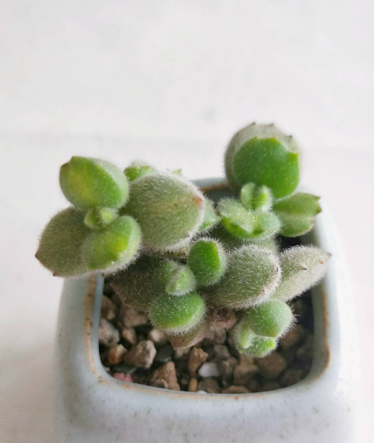 原创多肉熊童子长新叶嫩绿的小熊爪子不断往外冒