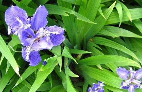 原创特别耐寒的鸢尾花适合种植一大片简单养出花海