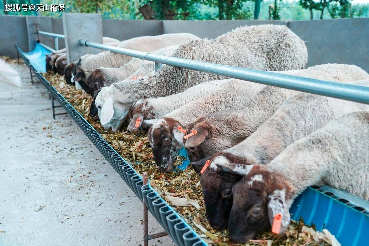 养羊最常见的三种病_发病_羊痘_羊群