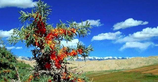 红柳可生存于盐碱地带,防风固沙作用强大,是很好的绿化造林树种.