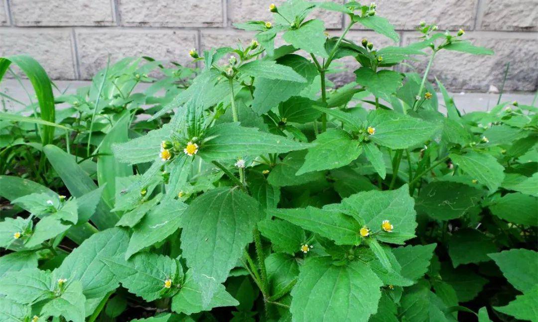 这种植物偏好生长在诸如林荫下,河谷地带,荒地,河畔