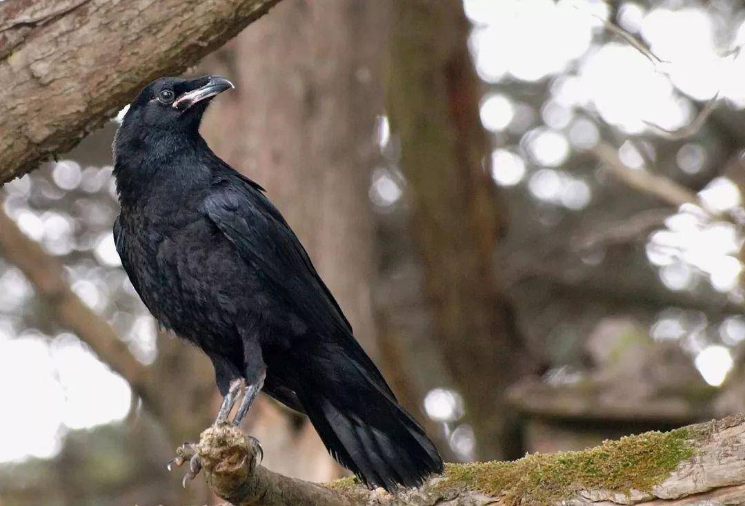 原创中世纪欧洲人一场宴会吃掉10000只鸟但有一种鸟碰都不碰