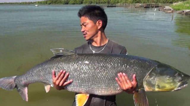 原创三峡大坝发现100斤重的鱤鱼常被视为淡水的害鱼是否人工投放
