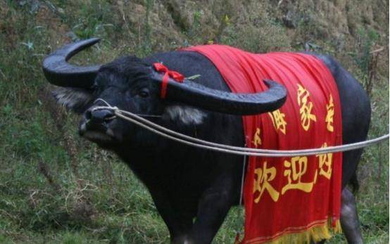 原创牛王在贵州现世高18米重2000斤死后15人抬棺茅台祭祀