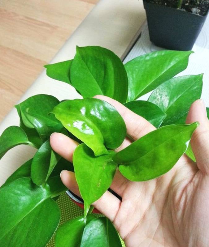 绿萝按照这3点养绿萝,翠绿如玉石!