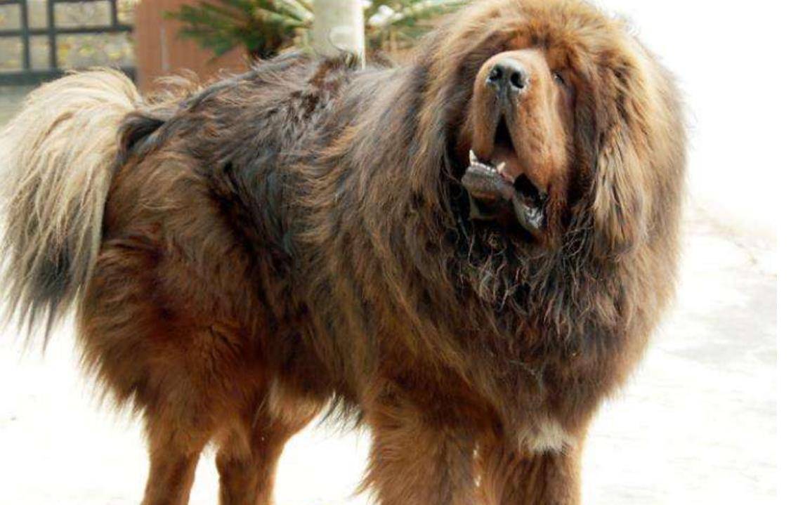 原创藏獒泡沫是怎么破灭的巅峰时一条就能换北京2套房