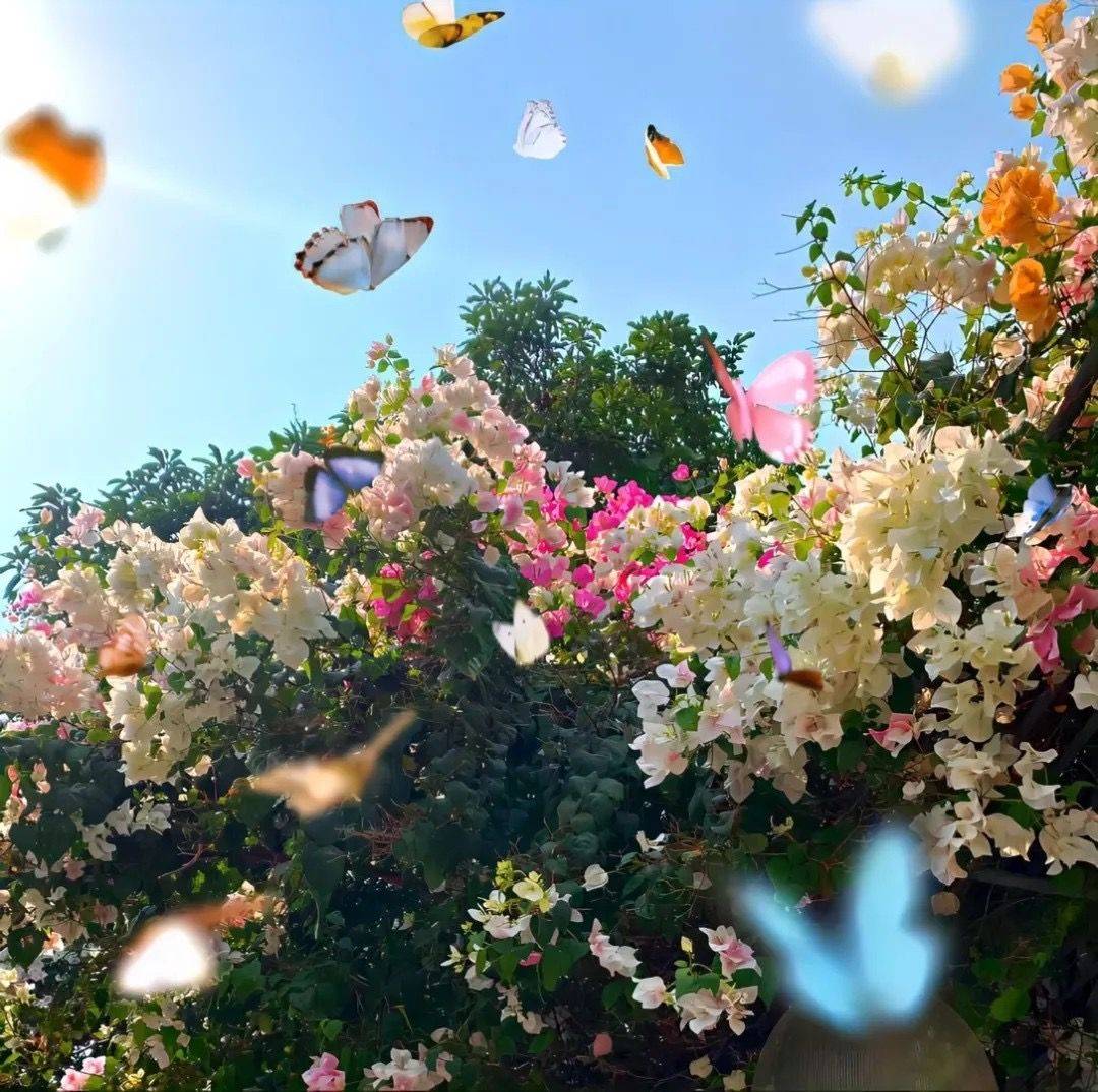 原创正月二十九暖洋洋的问候开启全新一天愿你像花儿一样绽放