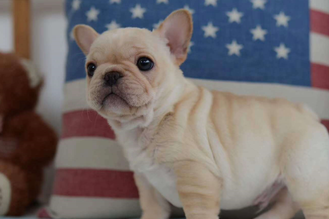 原创卖狗的看完都不敢卖了法斗幼犬时期如何快速识别是纯种小方体