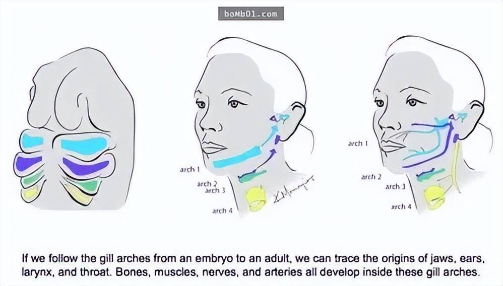 原创有没有可能存在天神基因拯救人类渡过一次次灭绝危机