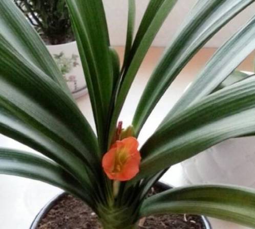 这样养君子兰,变得"油光锃亮",用这几个方式,效果明显又快_进行_花卉